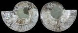 Polished Ammonite Pair - Agatized #54326-1